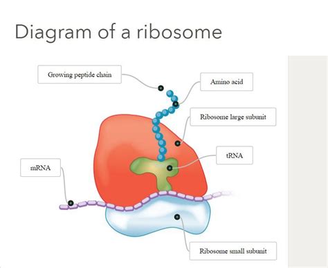 Diagram Cell Diagram With Ribosomes Mydiagramonline
