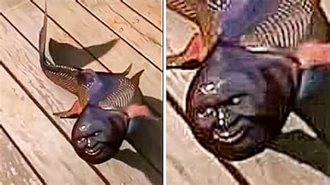Weirdest Fish In The World