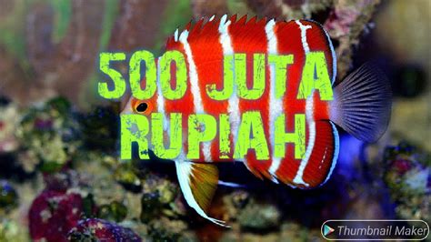 Jadi di sini disenarai tiga ikan paling mahal di malaysia. 10 JENIS ikan hias laut PALING MAHAL di dunia - YouTube