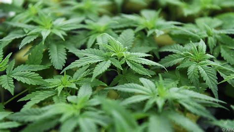 .769 pflanzen und 134 pfund marihuana beschlagnahmt habe, als sie eine große plantage der pflanze auf einem hügel in der gemeinde constanza in der nähe der gemeinde arroyo naranjo in. Naturnser Bauer betreibt Marihuana-Anbau - UnserTirol24