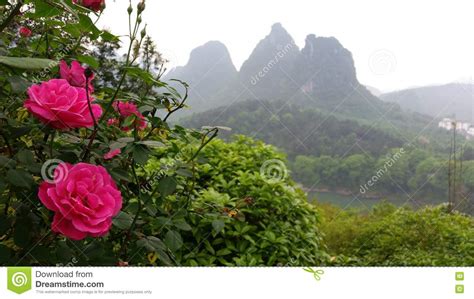 Pink Flowers With China Mountain Landscape Stock Image Image Of