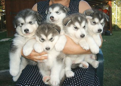 Alaskan Malamute Puppy Picture Puppy Pictures And