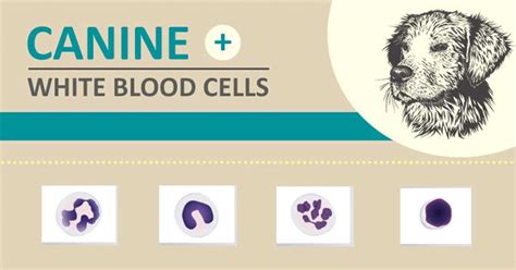 What Causes Low White Blood Cells In Dogs