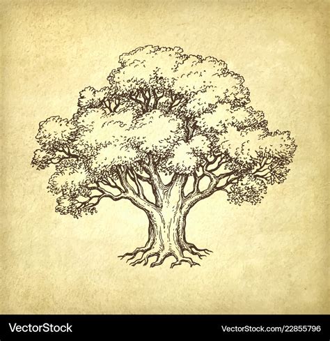 How To Draw A Oak Tree