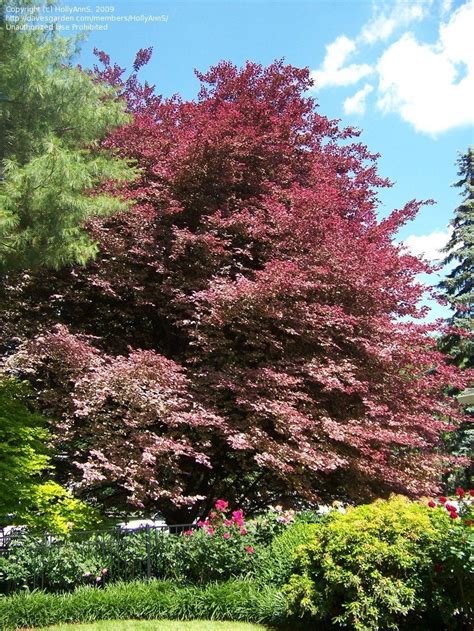 Tri Color Beech Tree Seeds Beautiful Foliage Is This Trees Star