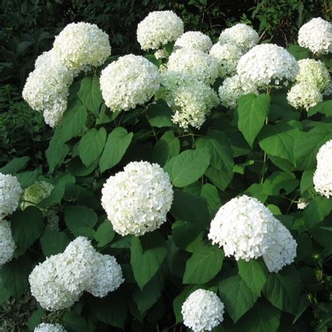 Die hortensie annabell wächst buschig und überzeugt durch große und wunderschöne blüten. Hortensia Annabelle - GardenExpert.ro