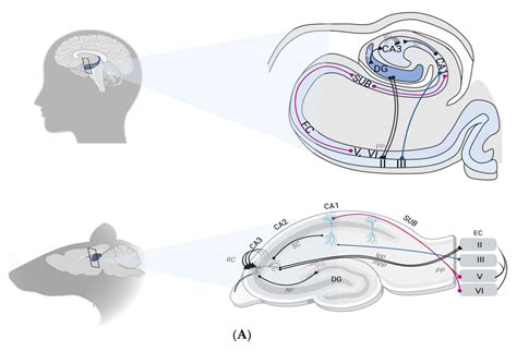 Hacer Respetuoso Del Medio Ambiente Viaje Mouse Hippocampus Anatomy