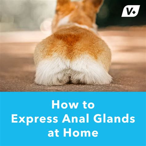 How To Express Dog Anal Glands At Home Vetnique Labs Glandex