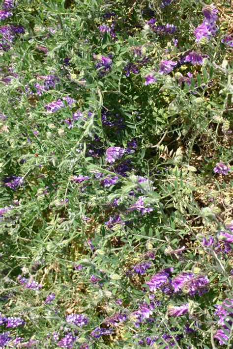 Hairy Vetch