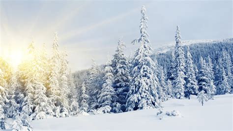 Winter Snow Covered Trees Wallpapers And Images Wallpapers Pictures