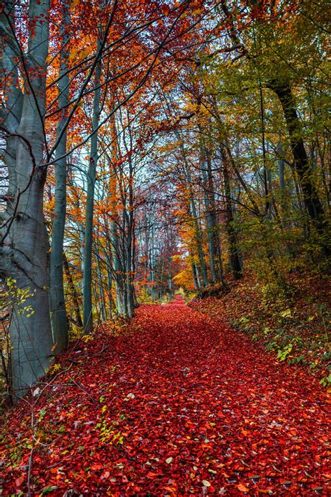 Forest Very Colorful Forest Beautiful Nature Autumn Scenery Fall