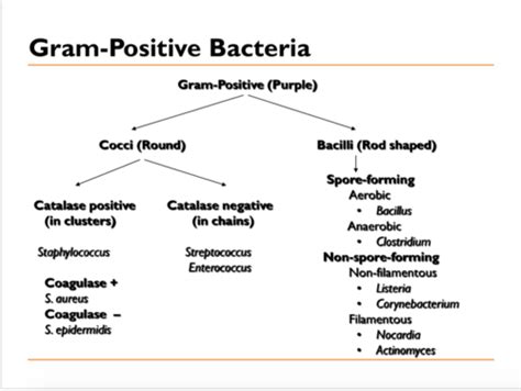 Gram Positive Rod Bacteria Flow Chart Best Picture Of