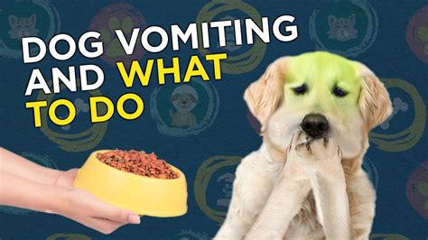 What To Do When Your Dog Is Vomiting Youtube
