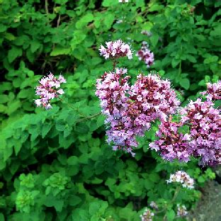 La pianta da frutto deve essere messa a dimora ben diritta, non interrata troppo, con il punto di innesto visibile sopra il livello del suolo. Fioriere Con Piante Grasse Decorate Con Cusci Di Frutti Di ...