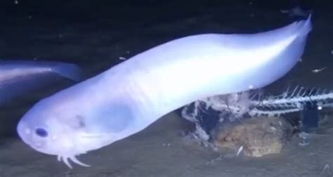 Three New Species Of Fish Discovered In The Extreme Depths Of The