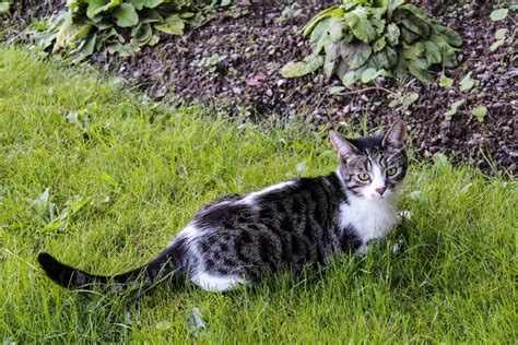 Plant-Eating Animals: Keeping Cats and Dogs Out of the Garden | Dengarden