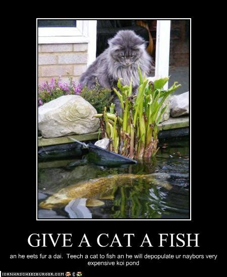 GIVE A CAT A FISH Cheezburger Funny Memes Funny Pictures
