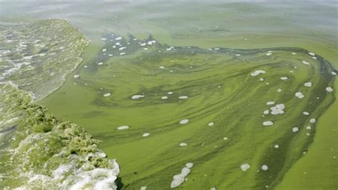 Les Algues Bleu Vert Envahissent Les Lacs De Lalberta Radio Canadaca