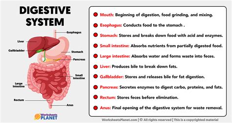 Parts Of Digestive System And Its Functions