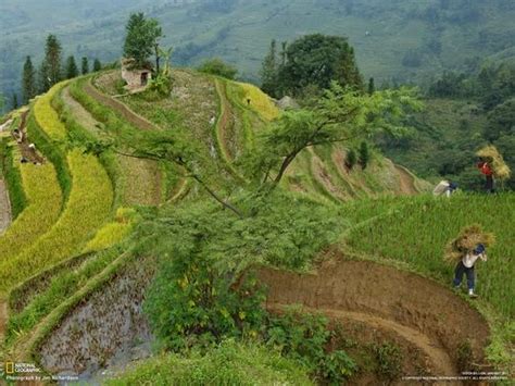 Free Rice Paddy25580 Wallpaper Download National Geographic