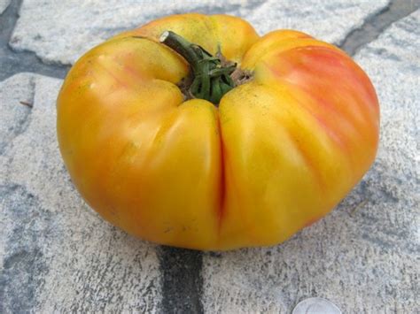 Tomato Gold Medal Seeds Certified Organic Garden Hoard