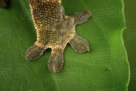 New Caledonian Crested Gecko Close Up Of Adhesive Lamellae Toe Pads
