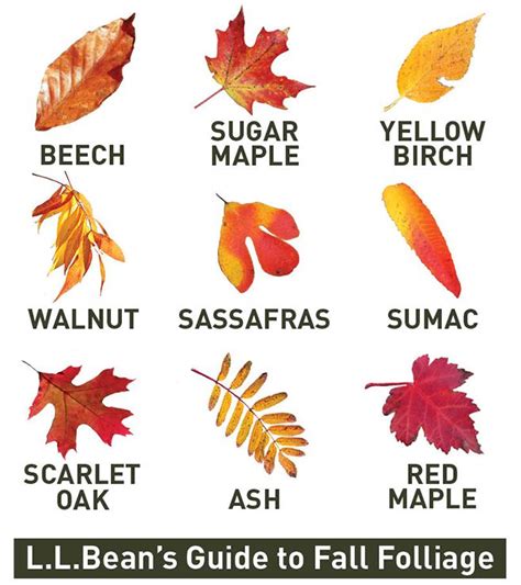 Llbean Blog The Facts About Foliage Leaf Identification Autumn