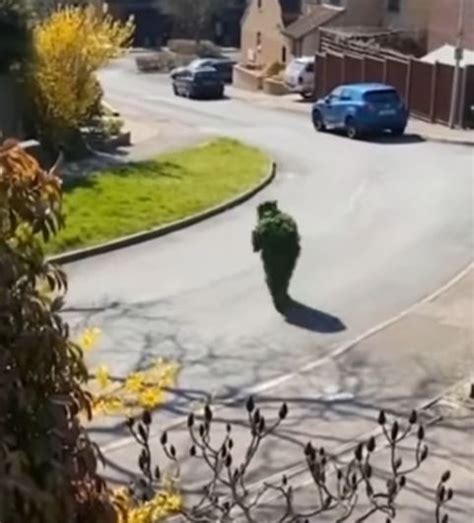 Neighbours Record Man Disguised As Bush During Lockdown