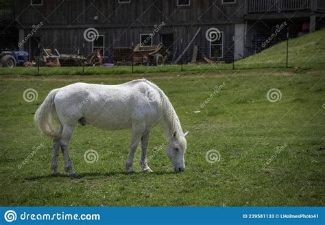 Portrait Of A Beautiful Horse On A Farm Stock Image Image Of Hills