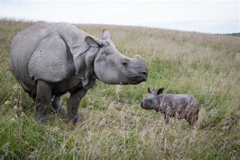 ‘the Wilds Sees Greater One Horned Rhino Birth Zooborns