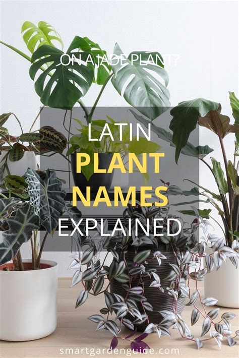 Ever Wondered Why Latin Plant Names Are Used This Article Explains The