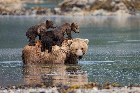 These Bear Cubs Were Drowning Thankfully Boaters Saved The Day