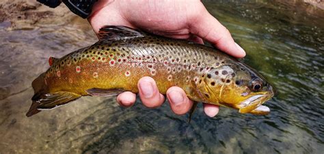 An Extremely Vibrant Brown Trout With A Bright Red Adipose Fin Rfishing