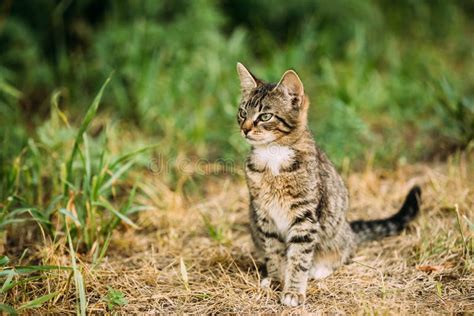 Cute Tabby Gray Cat Kitten Sitting In Grass Outdoor Stock Image Image