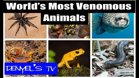 Worlds Most Venomous Animals Youtube