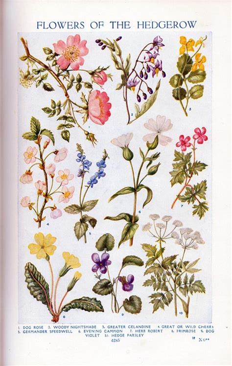 Set Of Four Vintage Charts Of British Wild Flowers 1 Etsy Uk