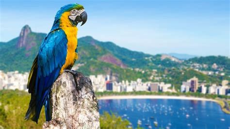 Blue And Yellow Macaw Parrot In Rio De Janeiro Brazil