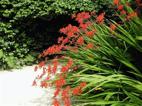 Crocosmia Lucifer Care And Growing Tips Uk