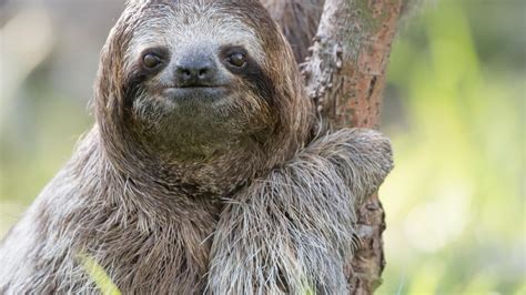 Sloths The Worlds Slowest Mammals
