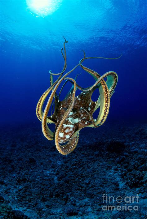 Hawaii Day Octopus Photograph By Dave Fleetham Printscapes