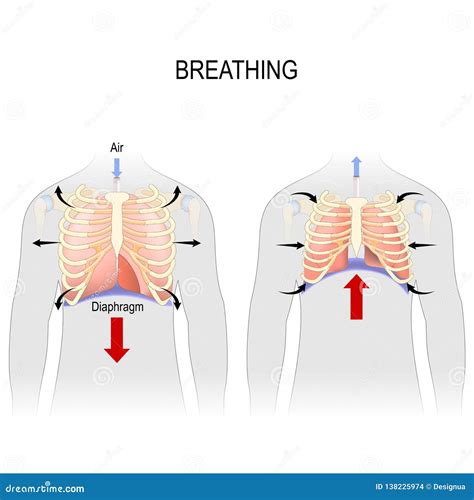 Diaphragm Breathing Animation