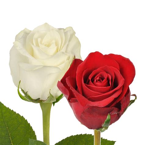 Red And White Roses Premium Wholesale Flowers Free Shipping