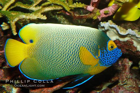 Blueface Angelfish Photo Stock Photograph Of A Blueface Angelfish