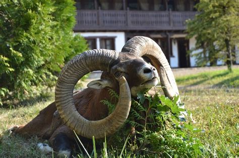 Mouflon Facts Habitat Diet Pictures