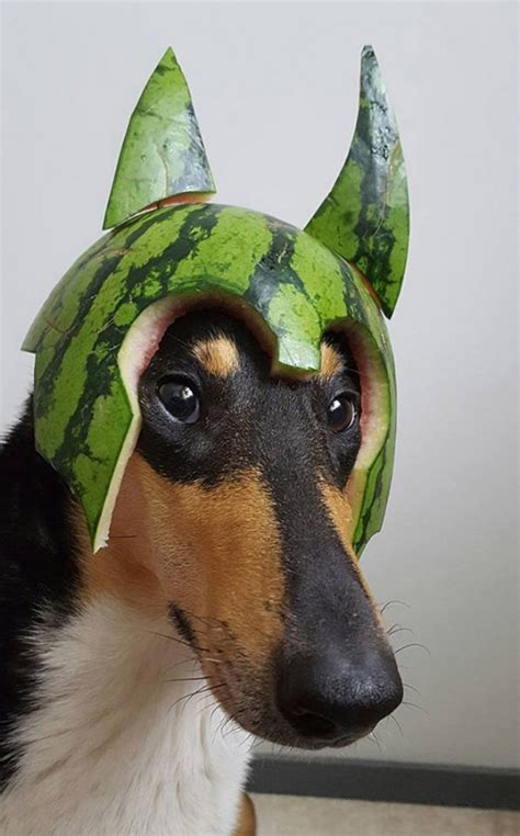 Dogs Wearing Watermelon Helmets