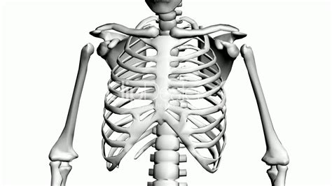 Anatomy is to physiology as geography is to history: Rotation of 3D skeleton.ribs,chest,anatomy,human,medical,body,skull,biology,medicine,science ...