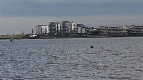 Humpback Whale Spotted Swimming In River Thames Bbc News