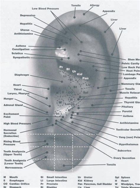 Reflexology Ear Chart Ear Reflexology Reflexology Reflexology Chart