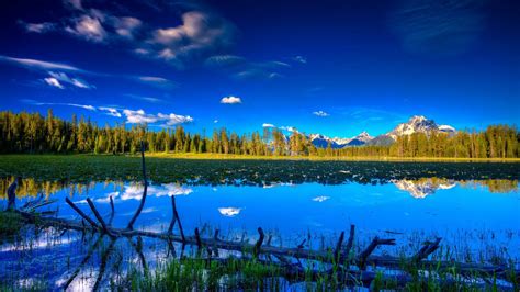 Landscape Flowers Field Nature Background Images