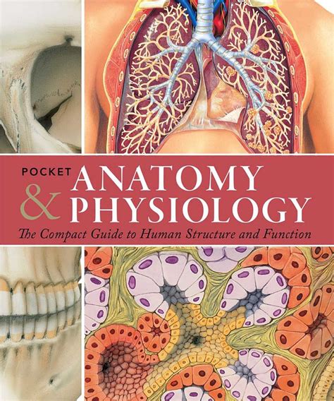 Pocket Anatomy And Physiology Book By Ken Ashwell Phd Official